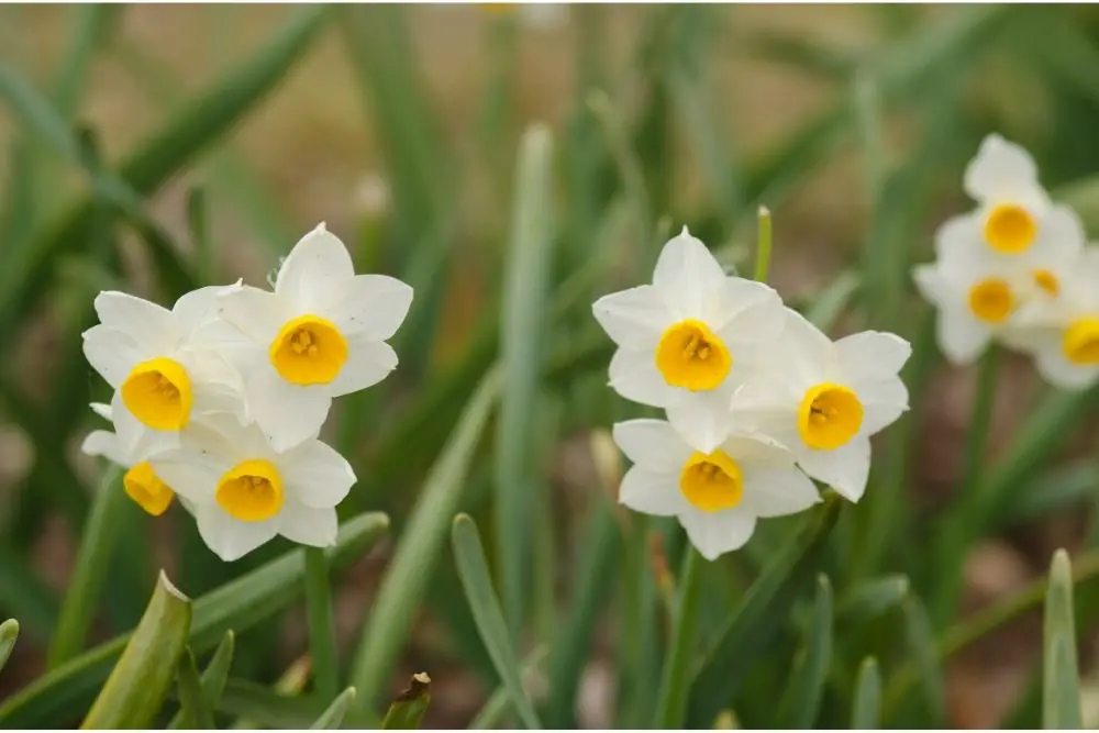 Daffodil Flower Meaning