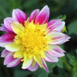 Dahlia Flower Meaning, Spiritual Symbolism, Color Meaning & More