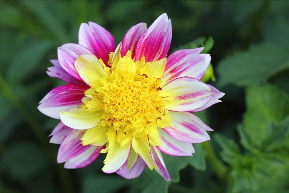 Dahlia Flower Meaning