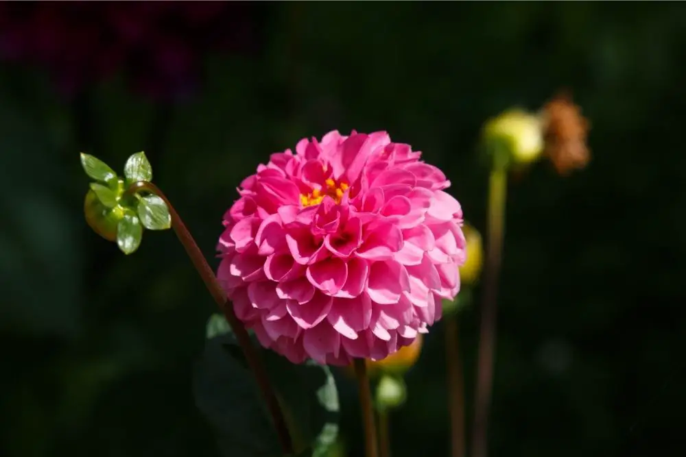 Dahlia Flower Meaning 