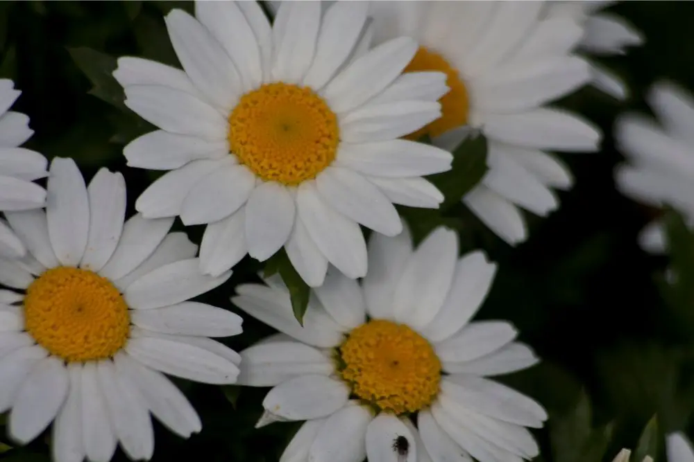 Daisy Flower Meaning