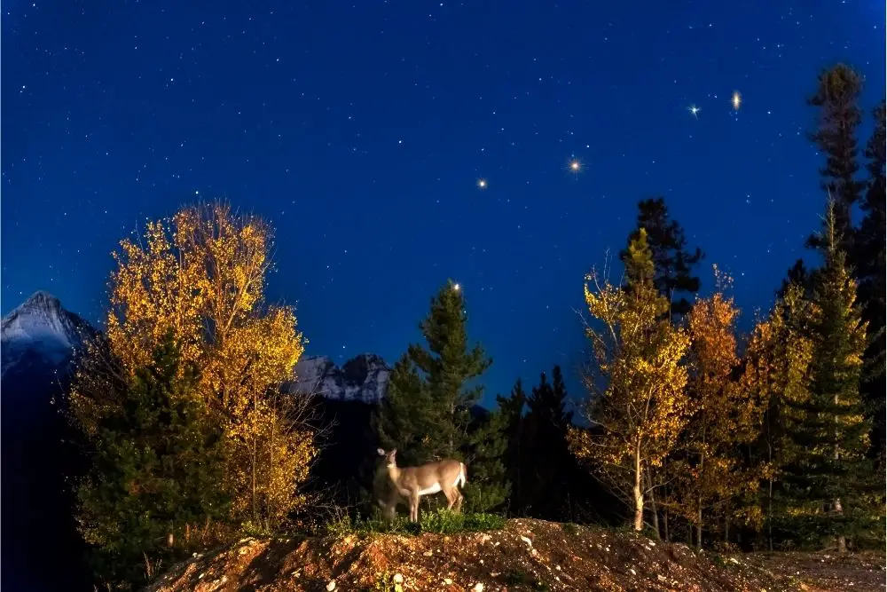 Deer: spirituality meaning, dream meaning, symbolism, and more