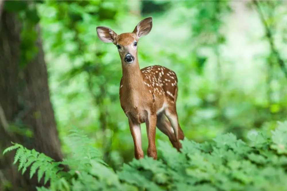 Deer: Spirituality Meaning, Dream Meaning, Symbolism, And More