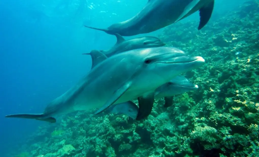 Dolphin: Spiritual Meaning, Dream Meaning, Symbolism & More