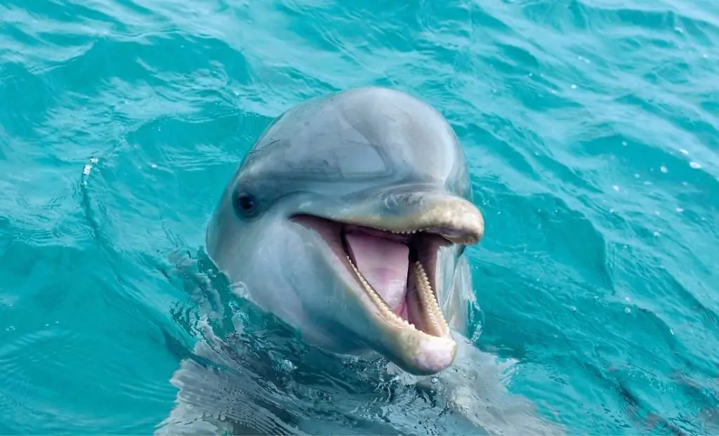 Dolphin: Spiritual Meaning, Dream Meaning, Symbolism & More
