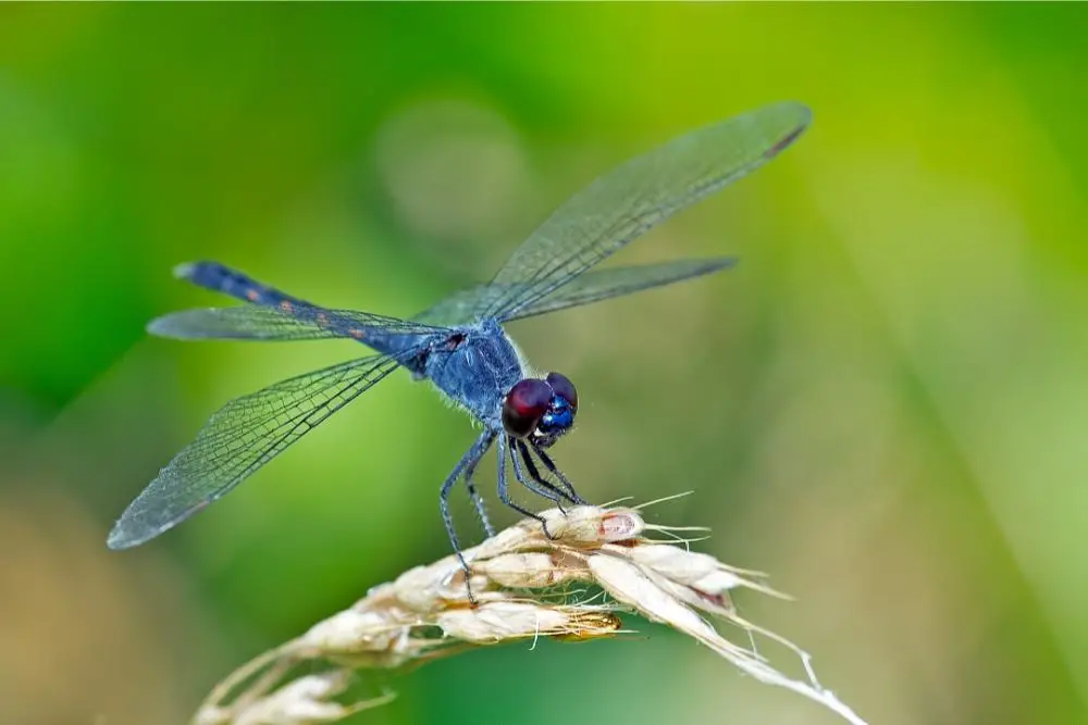 Dragonfly: Spiritual Meaning, Dream Meaning, Symbolism And More