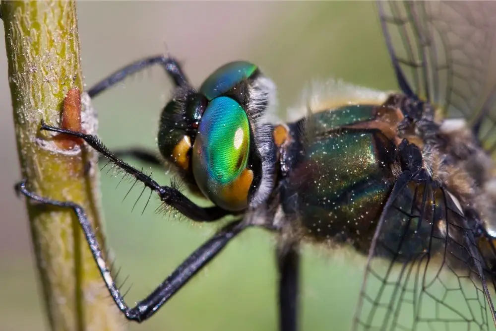 Dragonfly: Spiritual Meaning, Dream Meaning, Symbolism And More