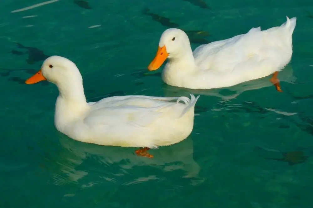 Duck Spiritual Meaning, Dream Meaning, Symbolism & More