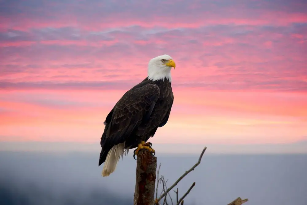 Eagle Spiritual Meaning, Dream Meaning, Symbolism & More