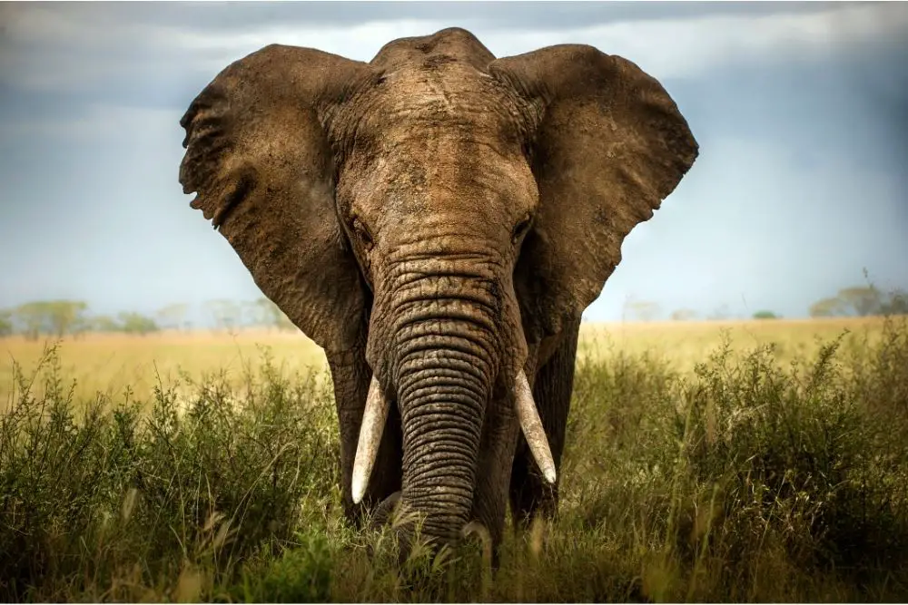 Elephant: Spiritual Meaning, Dream Meaning, Symbolism & More
