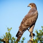 Falcon spiritual meaning, dream meaning, symbolism & more