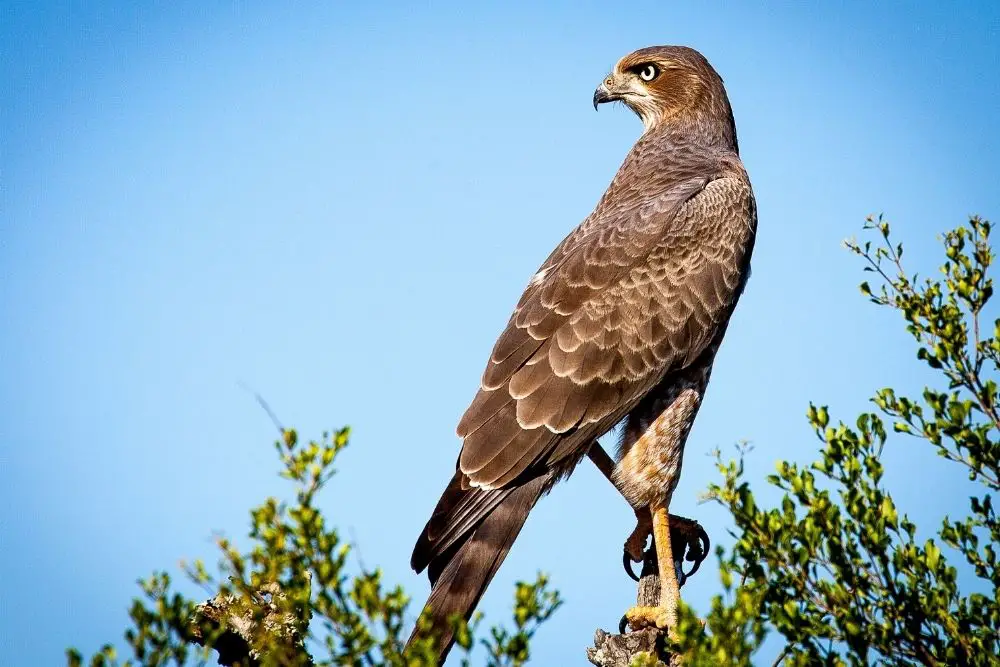 Falcon spiritual meaning, dream meaning, symbolism & more