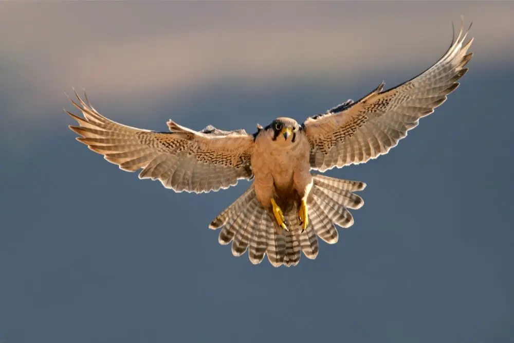 falcon spiritual meaning
