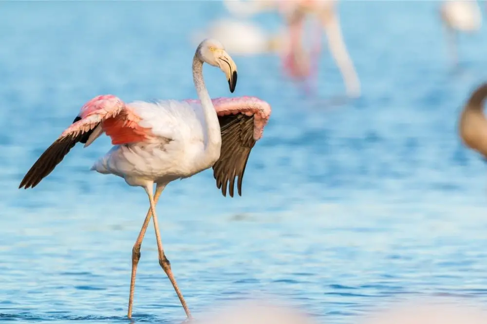 Flamingo Spiritual Meaning, Dream Meaning, Symbolism & More
