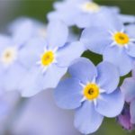 Forget Me Not Flower Meaning, Spiritual Symbolism, Color Meaning & More