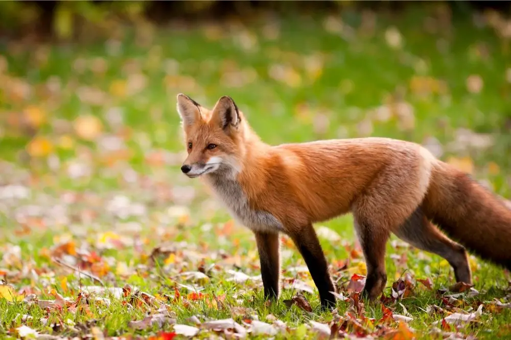 Fox: Spiritual Meaning, Dream Meaning, Symbolism & More