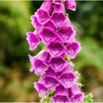 Foxglove Flower Meaning, Spiritual Symbolism, Color Meaning & More