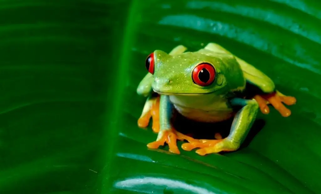 Frog: Spiritual Meaning, Dream Meaning, Symbolism & More
