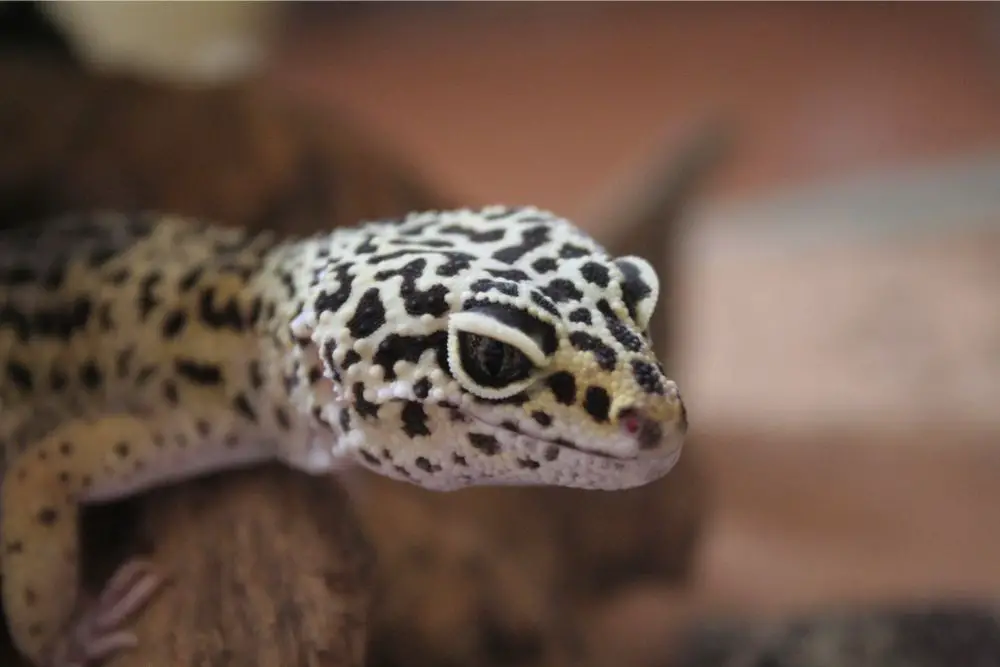 Gecko: Spiritual Meaning, Dream Meaning, Symbolism & More