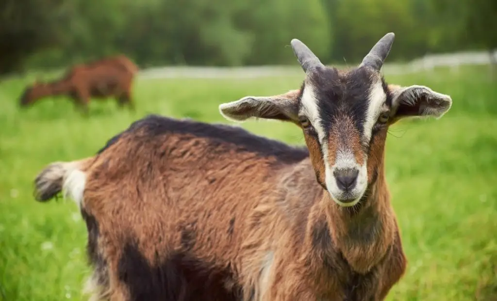 Goat: Spiritual Meaning, Dream Meaning, Symbolism & More