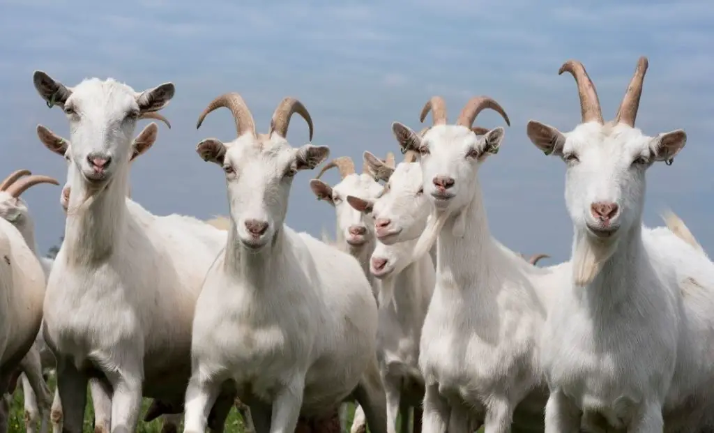 Goat: Spiritual Meaning, Dream Meaning, Symbolism & More