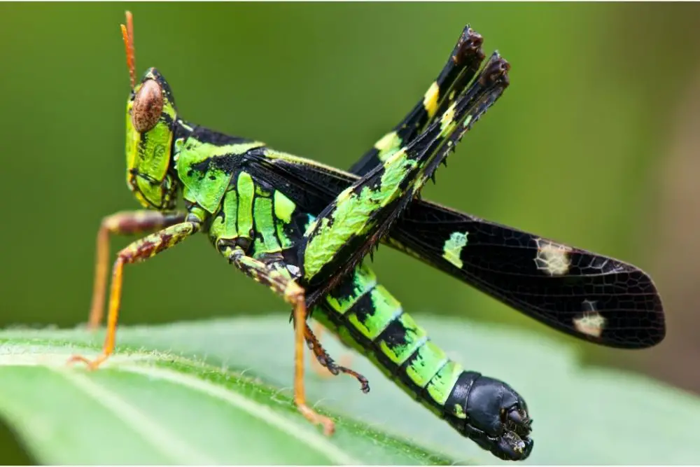 Grasshopper: Symbolic meanings
