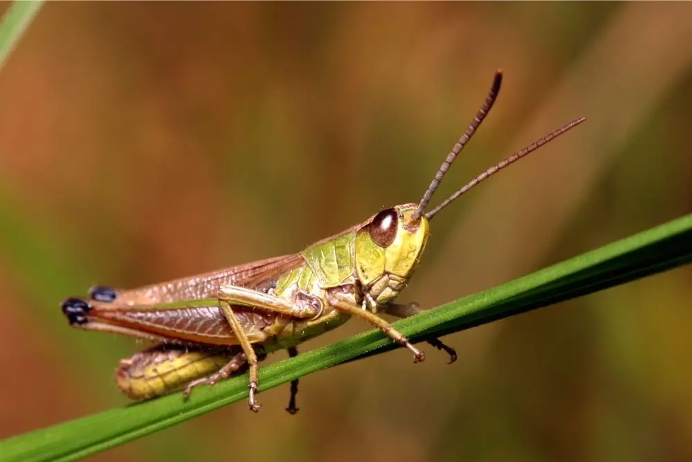 Grasshopper: Symbolic meanings
