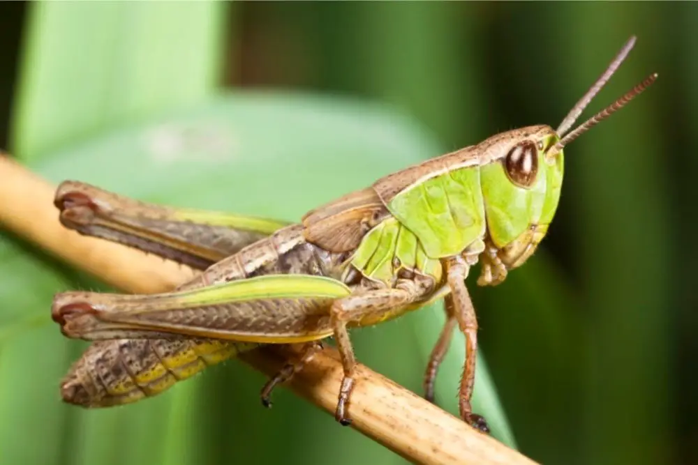 Grasshopper spiritual meaning, dream meaning, symbolism & more