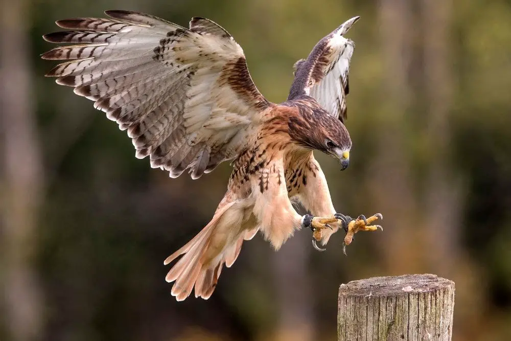 Hawk Spiritual Meaning, Dream Meaning, Symbolism, and More