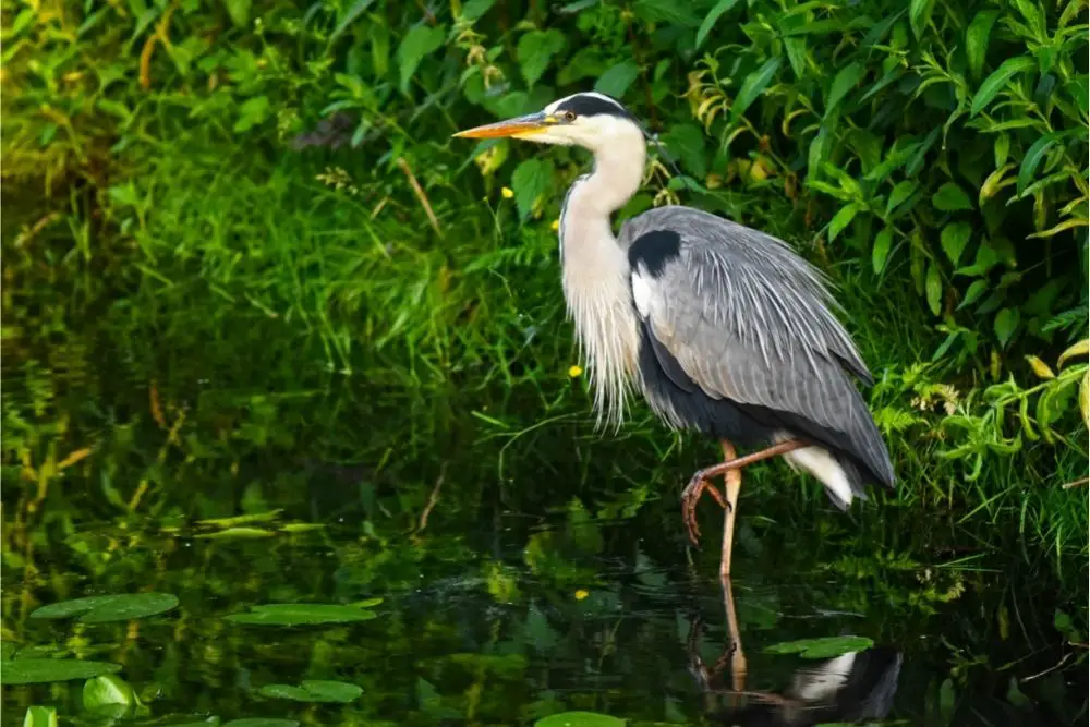 Heron Spiritual Meaning, Dream Meaning, Symbolism & More