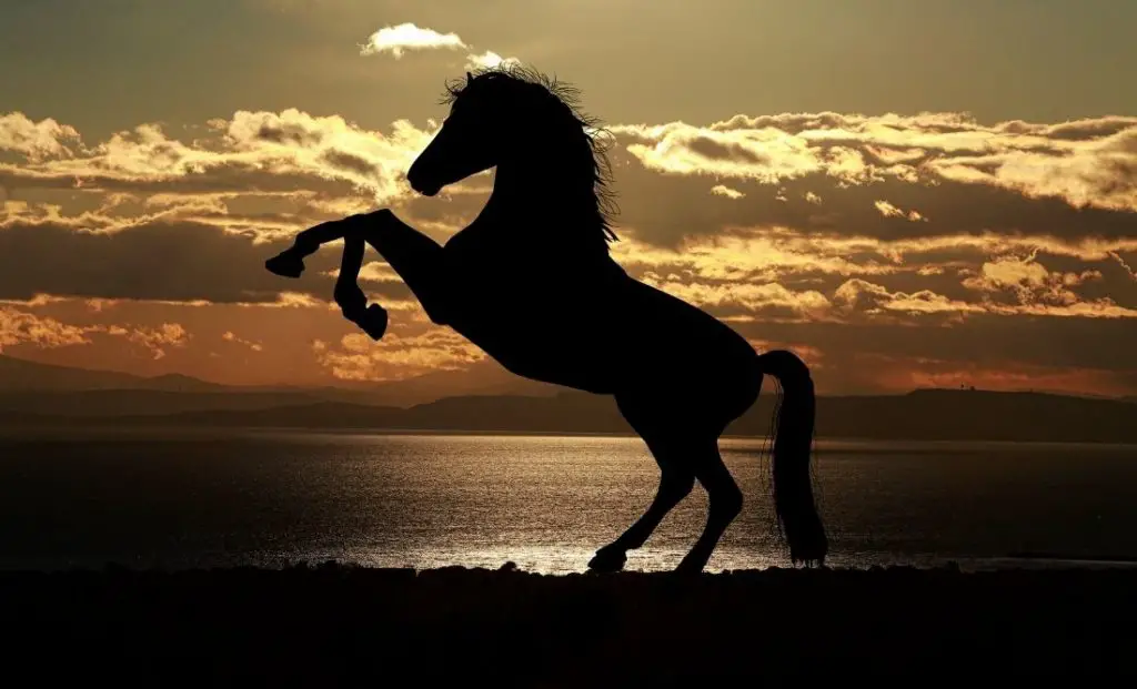 Horse: Spiritual Meaning, Dream Meaning, Symbolism & More