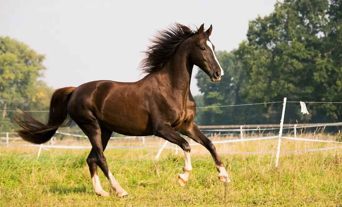 Horse: Spiritual Meaning, Dream Meaning, Symbolism & More
