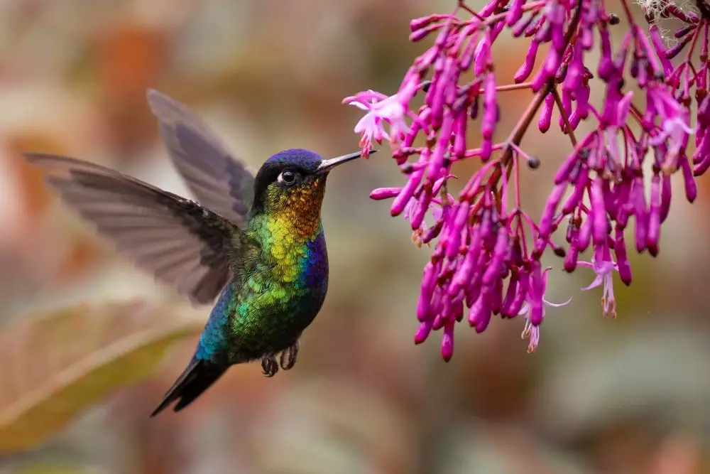 Hummingbird: Spiritual Meaning, Dream Meaning, Symbolism & More