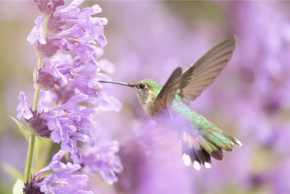 Hummingbird: Spiritual Meaning, Dream Meaning, Symbolism & More