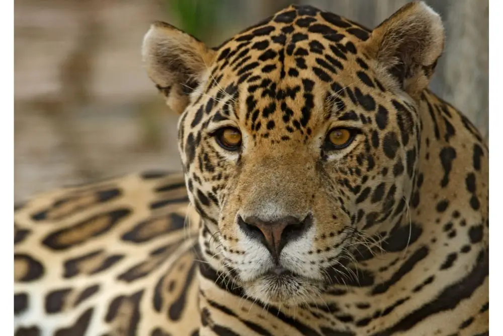 Jaguar: Spiritual Meaning, Dream Meaning, Symbolism & More -