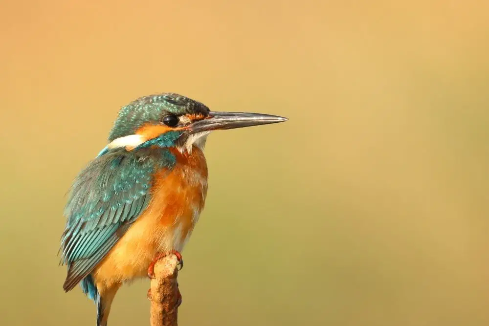 Kingfisher Spiritual Meaning, Dream Meaning, Symbolism & More