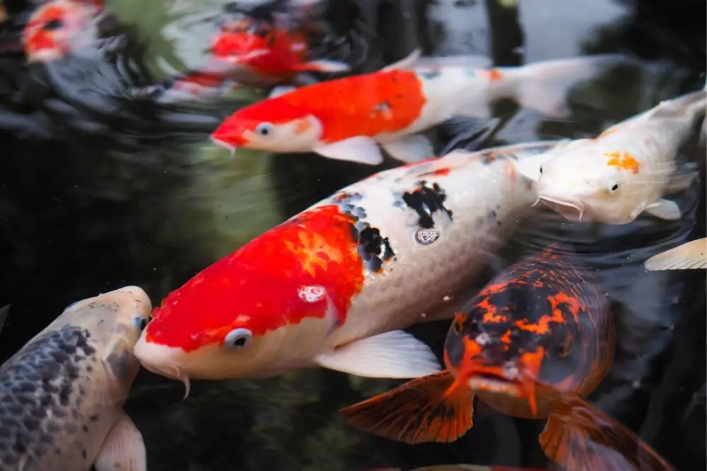 Koi Fish Spiritual Meaning, Dream Meaning, Symbolism & More