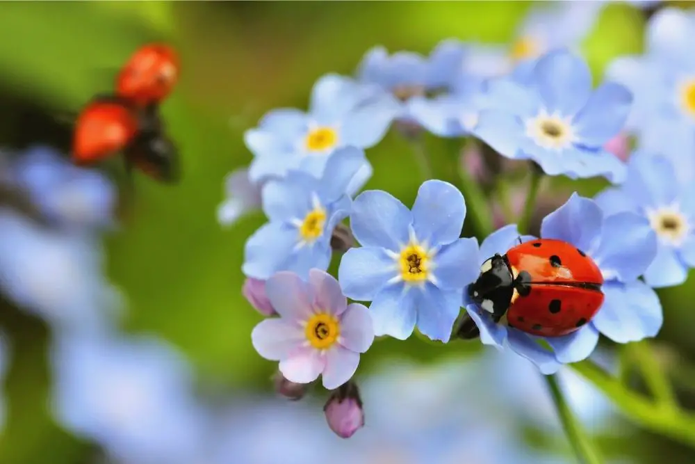 Ladybug Spiritual Meaning, Dream Meaning, Symbolism & More