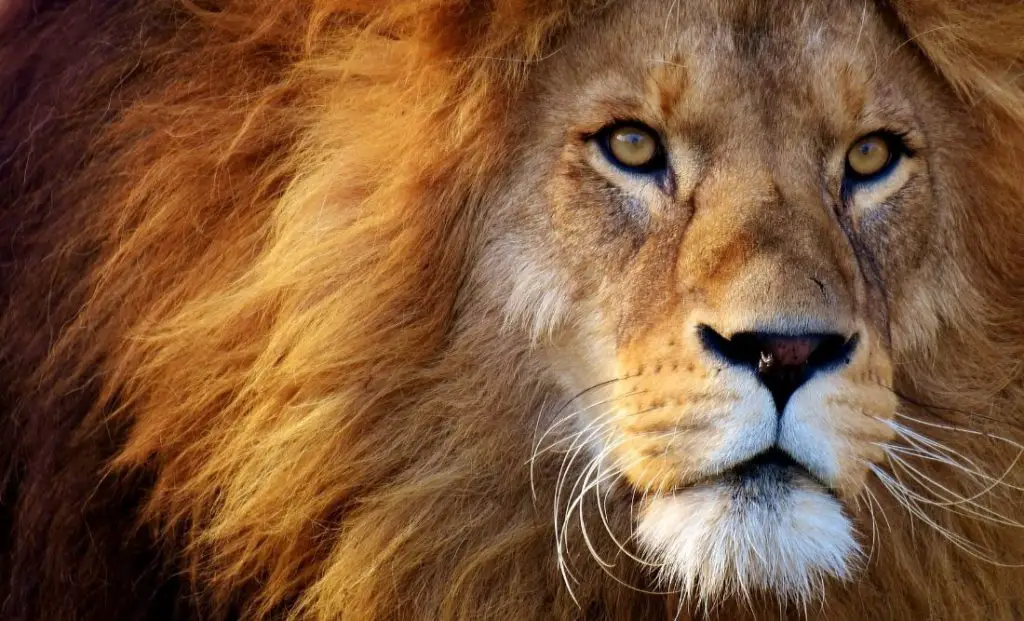Lion: Spiritual Meaning, Dream Meaning, Symbolism & More
