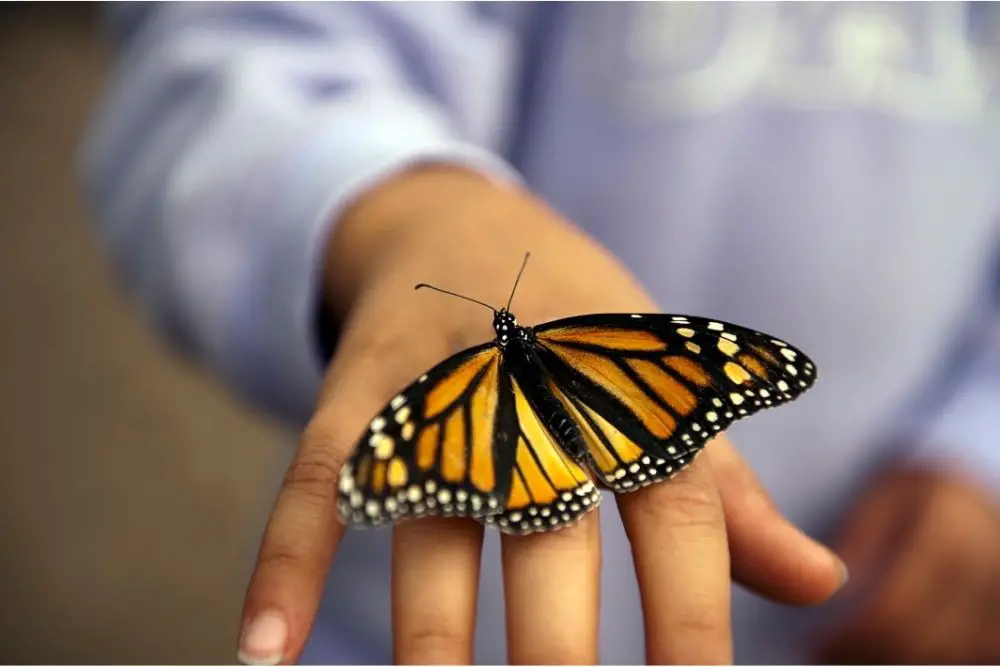 Monarch Butterfly Dreams
