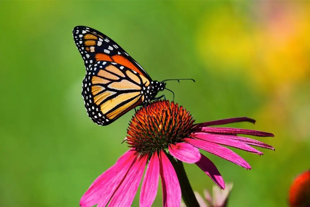 Monarch Butterfly spirit animal
