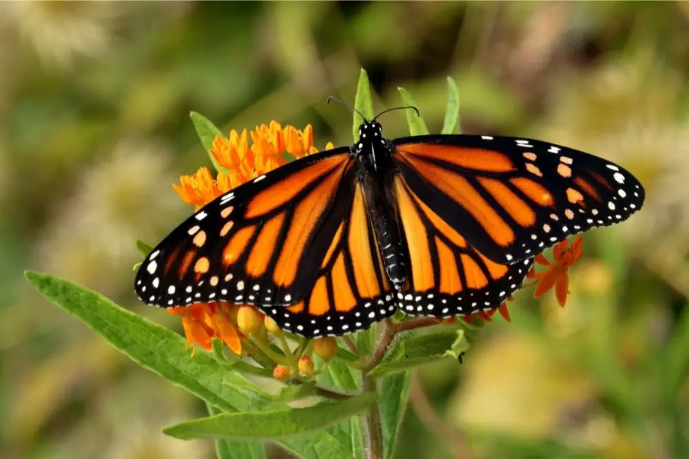 Monarch Butterfly: Spiritual Meaning, Dream Meaning, Symbolism & More