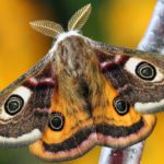 Moth: Spiritual Meaning, Dream Meaning, Symbolism & More