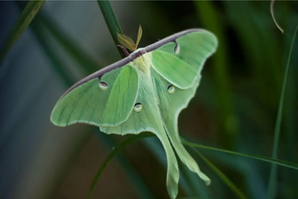 Moth: Spiritual Meaning, Dream Meaning, Symbolism & More 