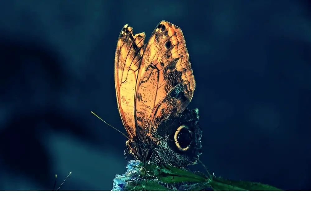 Moth: Spiritual Meaning, Dream Meaning, Symbolism & More 