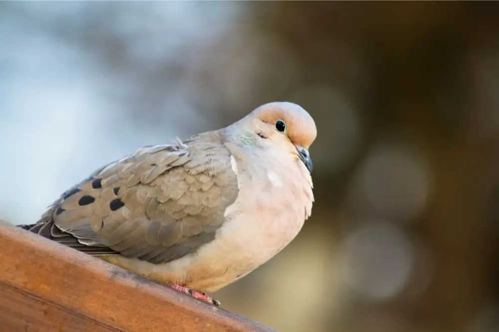 Mourning Dove: Spiritual Meaning, Dream Meaning, Symbolism & More