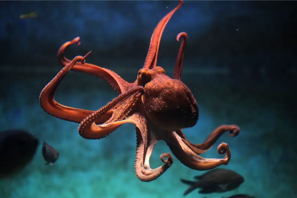 Octopus: Spiritual Meaning, Dream Meaning, Symbolism & More