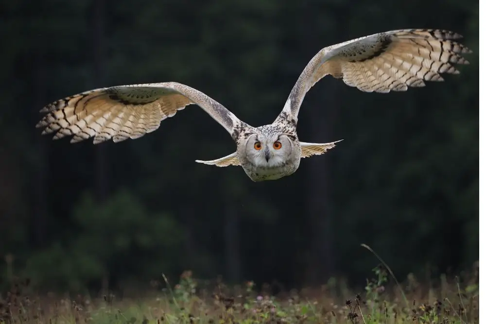 Owl: Spiritual Meaning, Dream Meaning, Symbolism & More