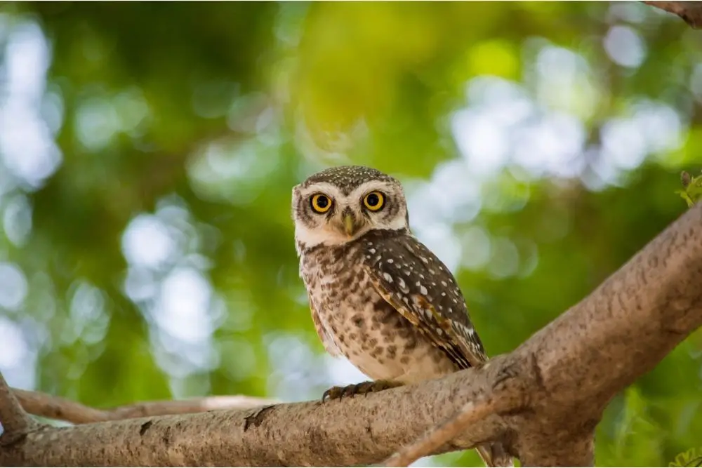 Owl: Spiritual Meaning, Dream Meaning, Symbolism & More