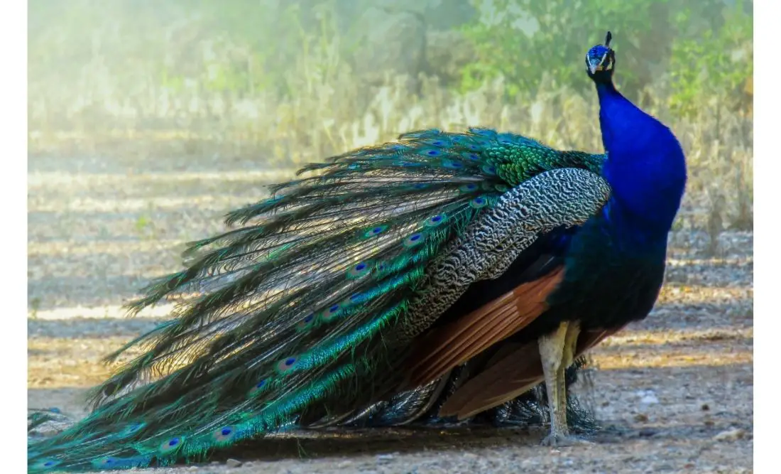 Peacock: Spiritual Meaning, Dream Meaning, Symbolism & More